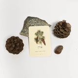 קלפי ארומתרפיה