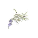 Botanical drawing print - bushes
