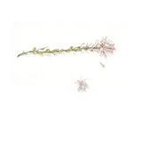 Botanical drawing print - bushes