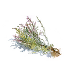 Botanical drawing print - bushes