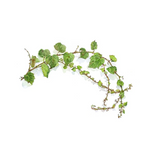 Botanical drawing print - bushes