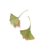 Botanical drawing print - leaves