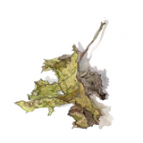 Botanical drawing print - leaves
