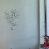 קוץ או ענף מחוט ברזל