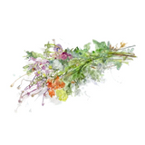 Botanical painting print - bouquets of flowers