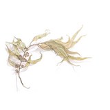 Botanical drawing print - leaves