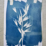 Liav Chopin - cyanotype workshop - ancient printing technique -