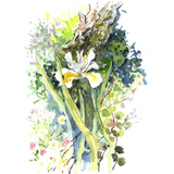 הדפס ציור בוטני- זרי פרחים