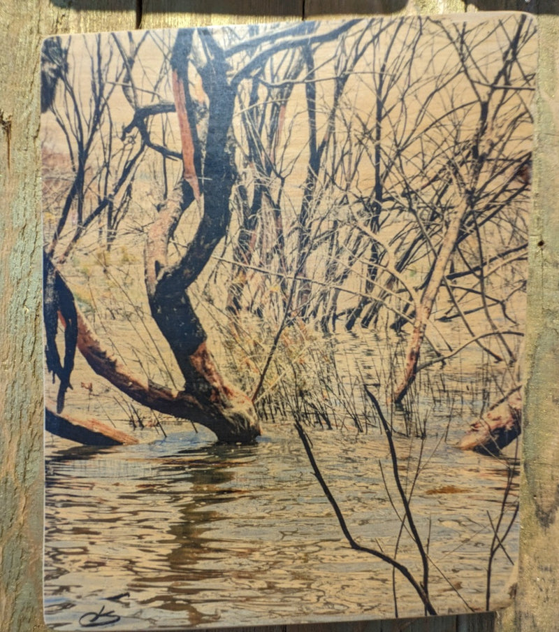 הדפס עץ- עץ במים