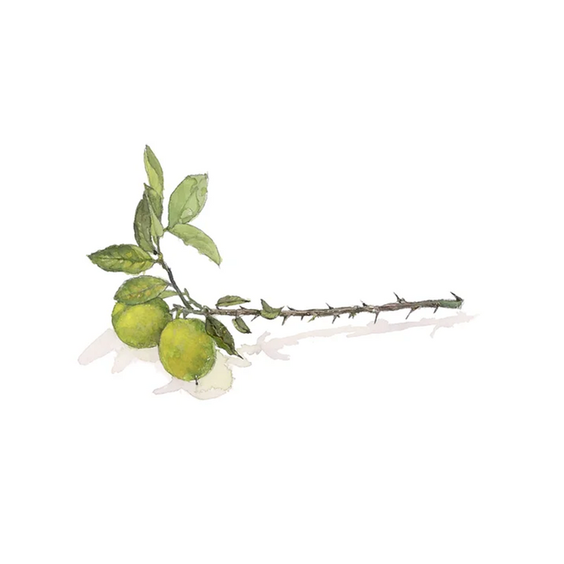 הדפס ציור בוטני - פירות